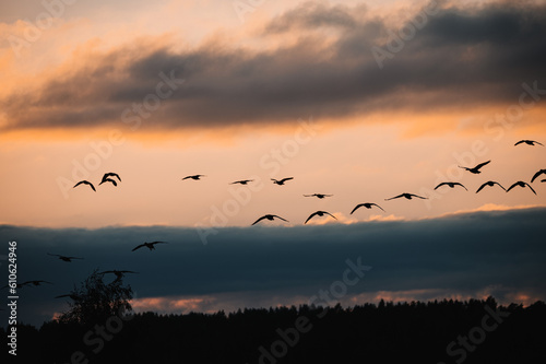 A flock of birds flying in the horizon under a sunset © Nicklas