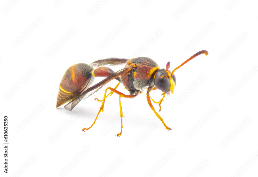 Fototapeta premium Smiths potter wasp - Eumenes smithii - isolated on white background front side profile view