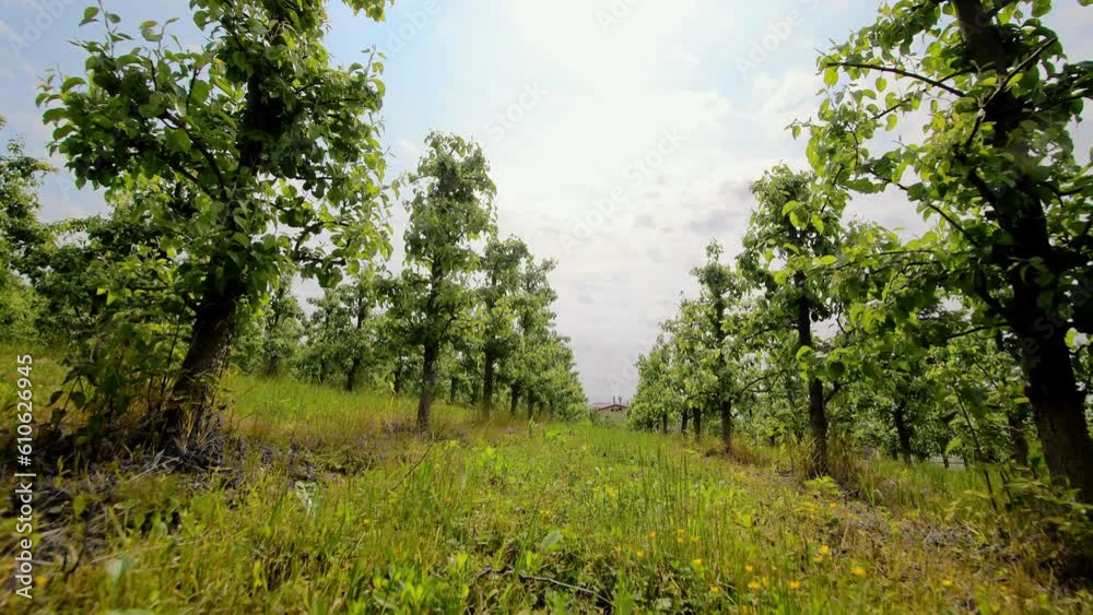 A young apple orchard on a sunny spring day. A young apple orchard on a sunny spring day.