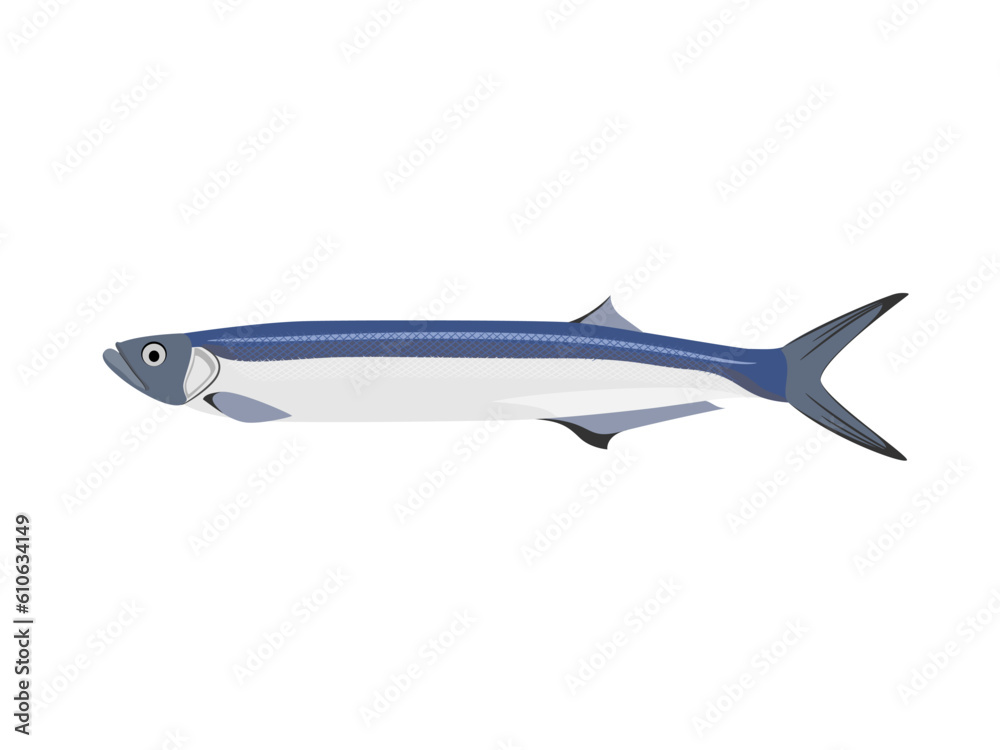 Fototapeta premium Chirocentrus dorab on white background.