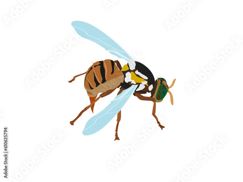 Bactrocera correcta on white background.