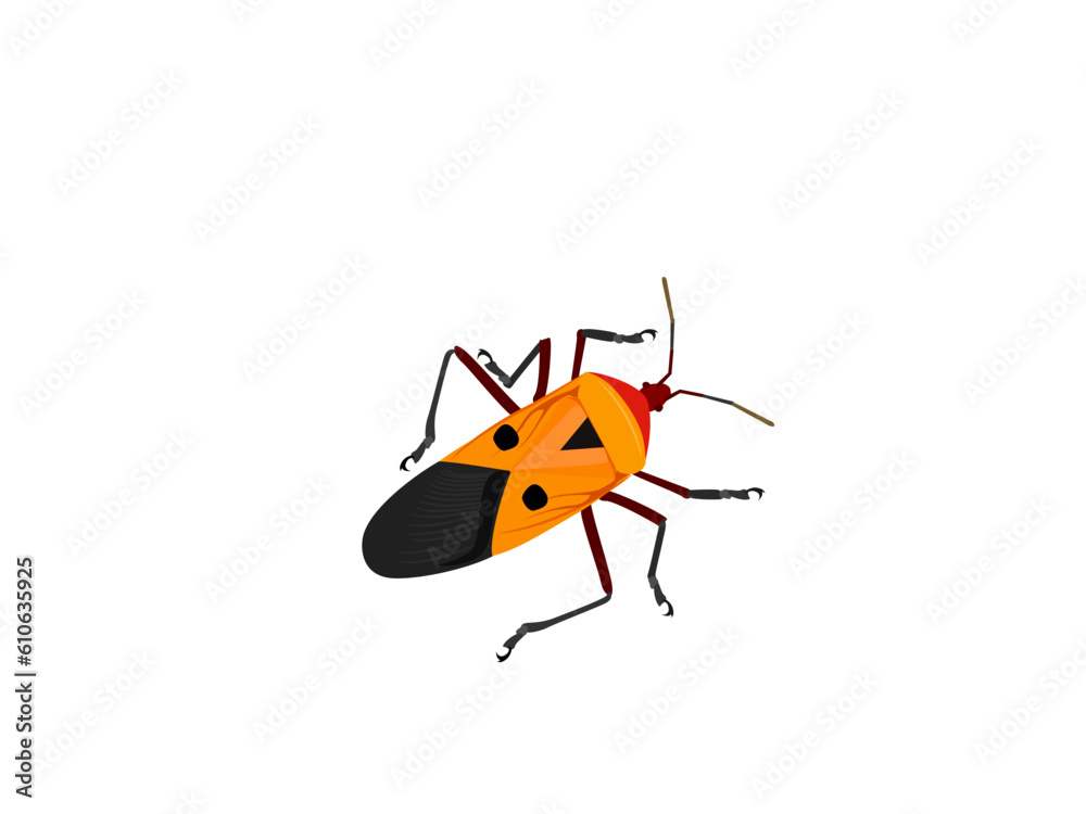 Fototapeta premium Dysdercus cingulatus Fabricius is a beautifully colored insect.