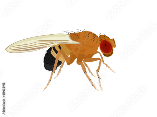 Fruit fly or Drosophila melanogaster on white background.