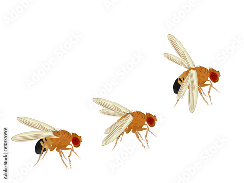Fruit fly or Drosophila melanogaster on white background.
