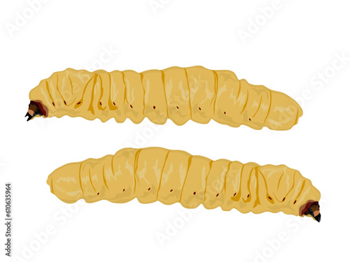 Stem boring grub or Dorysthenes buqueti Guerin on white background.