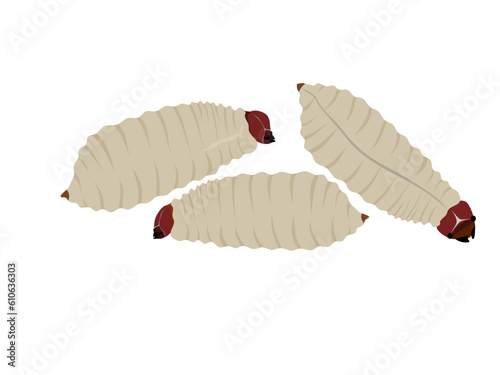 Rhynchophorus ferrugineus on white background.