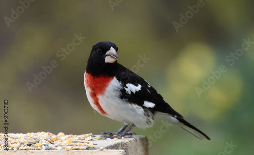 A pink-breasted cardinal at the feeder, Sainte-Apolline, Québec, Canada