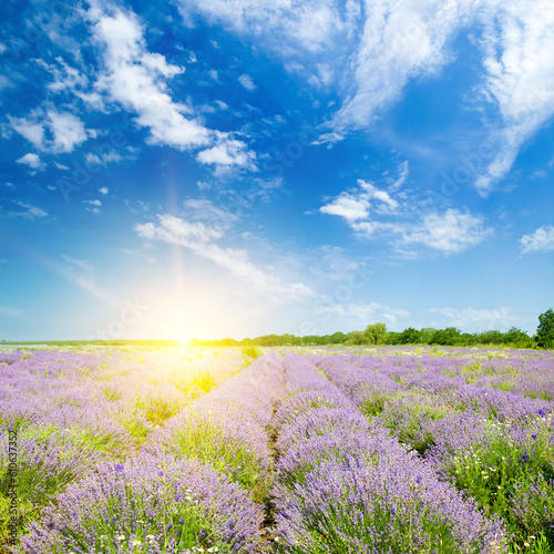 Vibrant lavender field and sun rise.