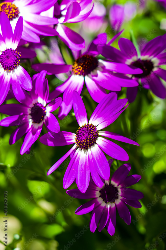 A close up of a garden of painted daisies in full bloom on a bright sunny day.