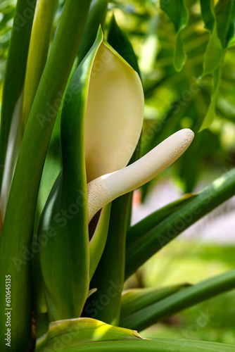 White spadix within a green spathe of split-leaf  horsehead or lacy tree philodendron  selloum  philodendron  Thaumatophyllum bipinnatifidum . Impressive plant in tropical botanical garden  Martinique