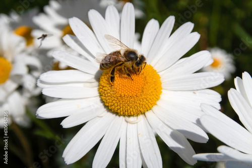 Eine Biene sammelt Nektar auf einer Wiesenmargerite (Leucanthemum vulgare)