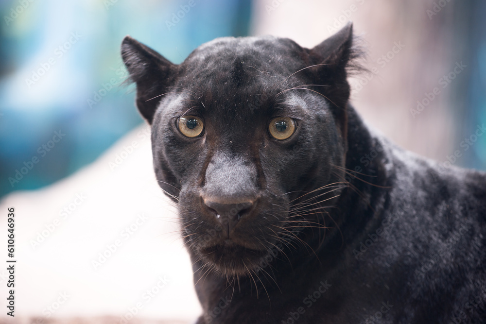 black panther head close up