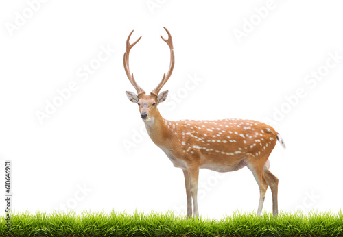 beautiful male sika deer with green grass isolated on white background photo
