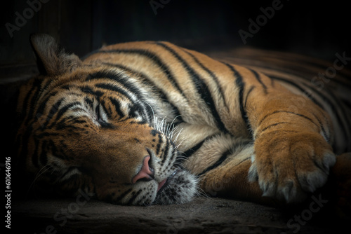 bengal tiger sleeping on floor