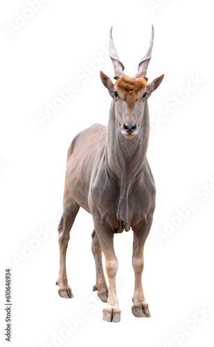 common eland  Taurotragus oryx  isolated