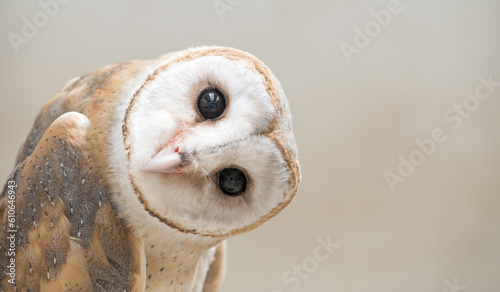 common barn owl ( Tyto albahead ) close up © Mara