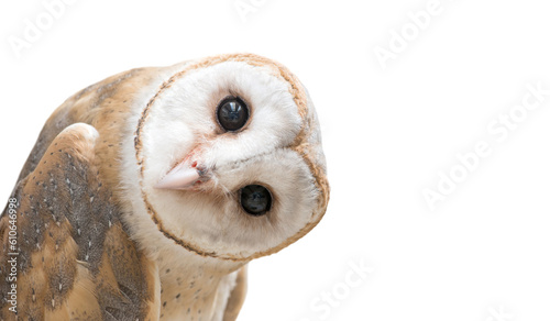 common barn owl ( Tyto albahead ) isolated © Mara