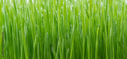 fresh green wheat grass plant