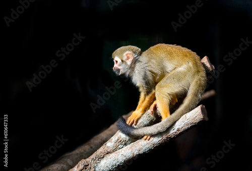 squirrel monkey (Saimiri sciureus ) in dark background photo