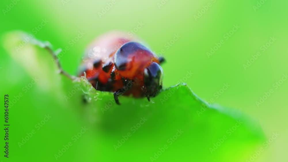 close-up. Macro photography of a Colorado potato beetle eating a potato leaf. close-up. Macro photography of a Colorado potato beetle eating a potato leaf.