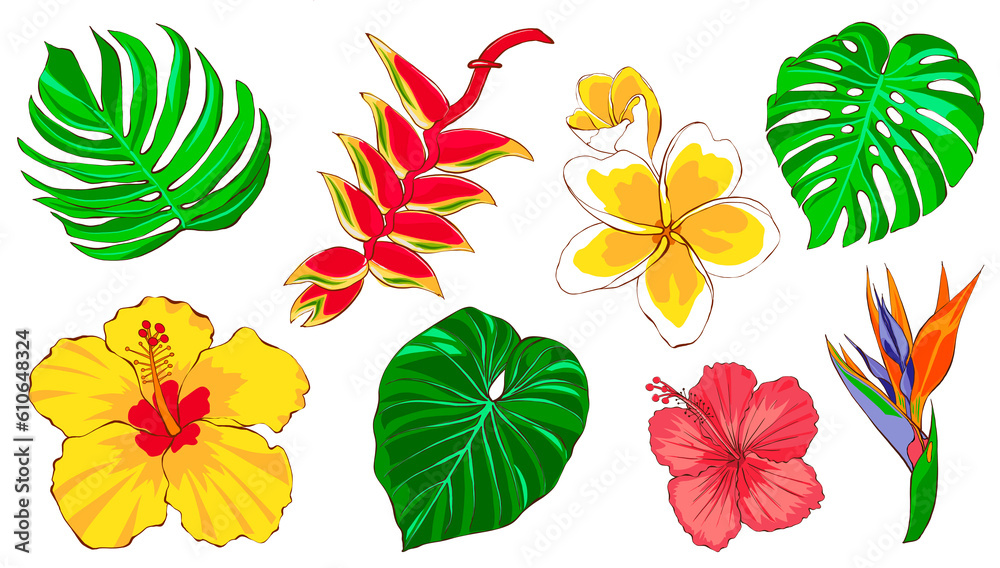 Tropical flowers and leaves. Hand drawing illustration, isolated on white background.