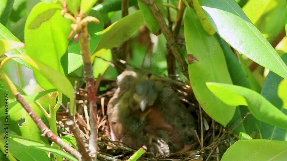 Two cardinal bird chicks with feathers starting to grow on them in their birds nest in a bush Two cardinal bird chicks with feathers starting to grow on them in their birds nest in a bush