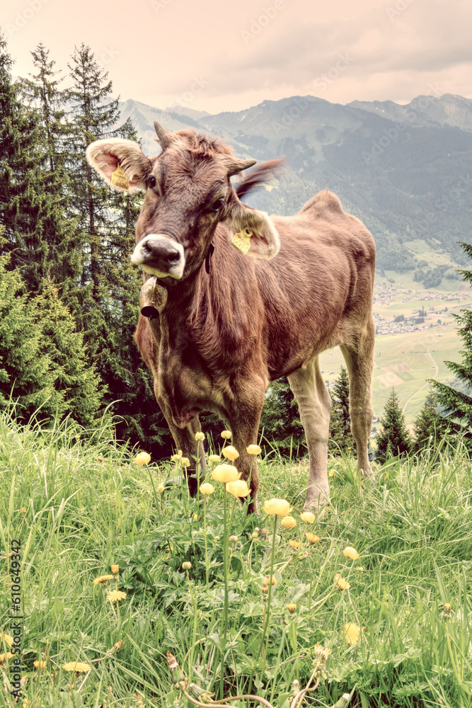 Naklejka premium Kuh, Kalb im den Bergen vom Bregenzerwald Vorarlberg