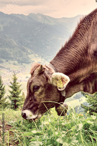 Kuh, Kalb im den Bergen vom Bregenzerwald Vorarlberg photo