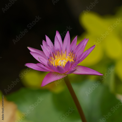 The pink lotus flower is blooming. close-up shot