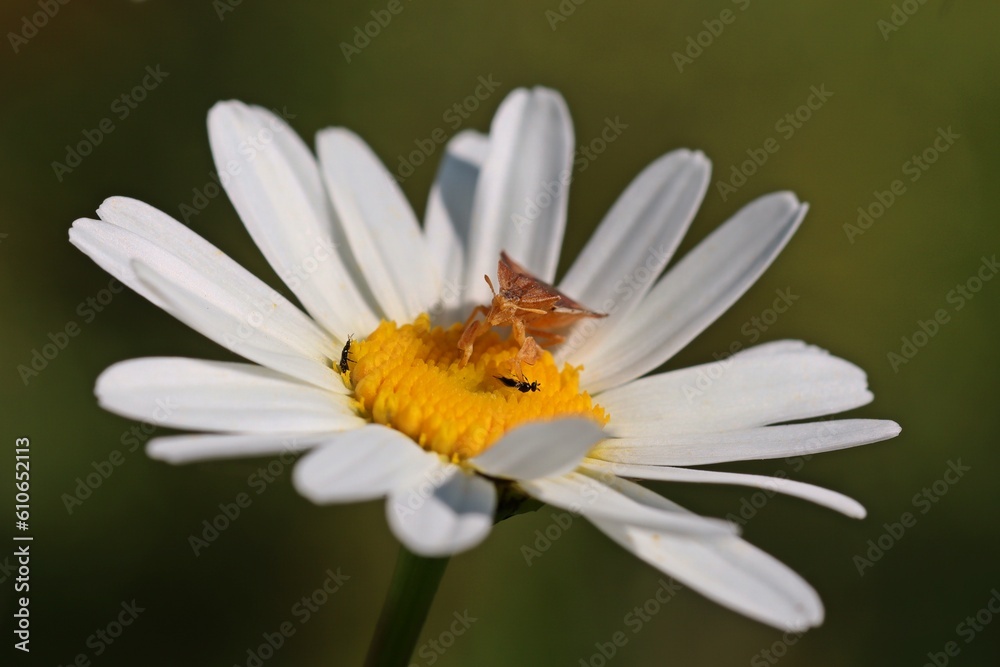 Teufelchen (Phymata crassipes) mit Beute auf Margerite Teufelchen (Phymata crassipes) mit Beute auf Margerite