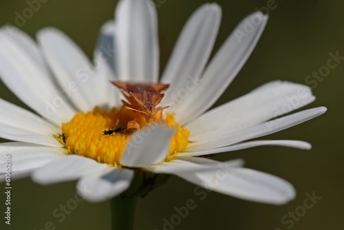 Teufelchen (Phymata crassipes) mit Beute auf Margerite