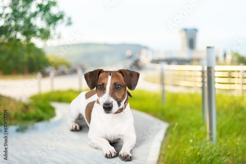 Cute smart young dog in the park © BillionPhotos.com