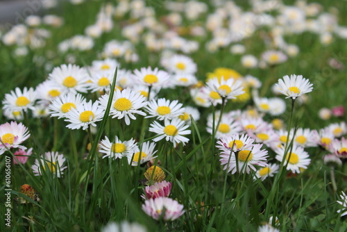 field of daisies