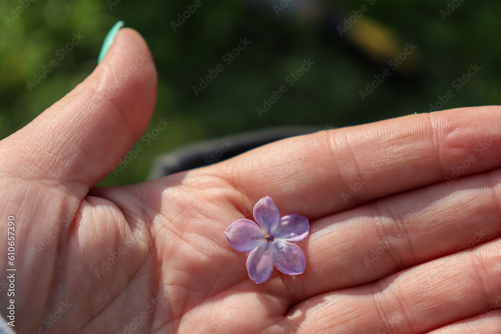 Purple lilac flower lies in the palm of your hand Purple lilac flower lies in the palm of your hand