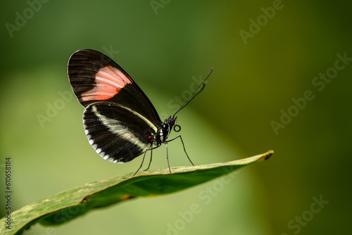 Red Postman - Heliconius erato, beautiful colorful butterfly from New World, Panama.