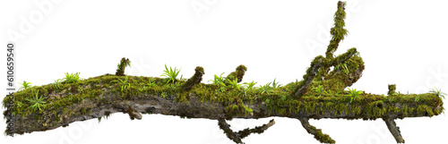 Side view of mossy trunk