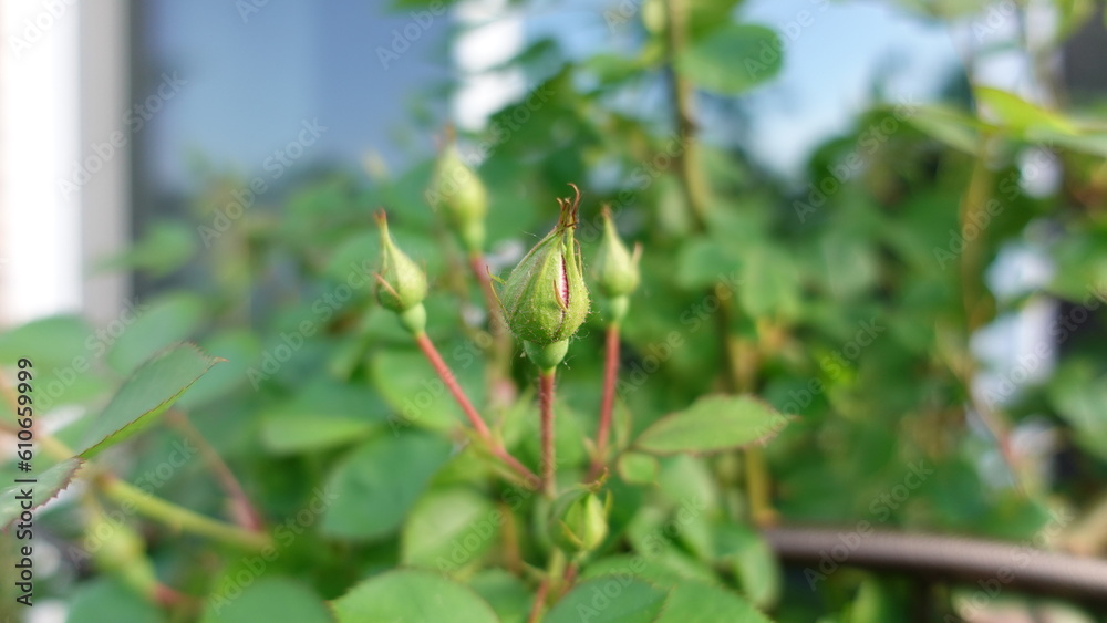 Fototapeta premium Collection of rose bush buds in soft lighting, close up