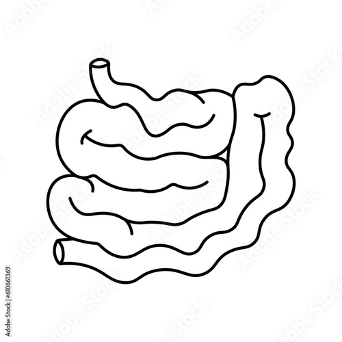 Intestine, anatomy flat line icon. Human Intestine