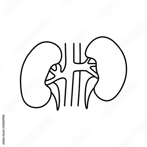 Kidneys, anatomy flat line icon. Human kidneys