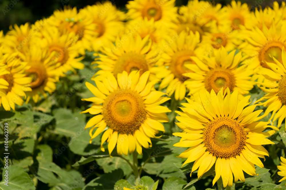 Beautiful yellow color sunflower in the agriculture farm background Beautiful yellow color sunflower in the agriculture farm background