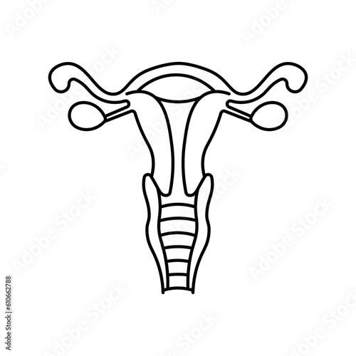 Female genitalia, anatomy flat line icon. Human female genitalia