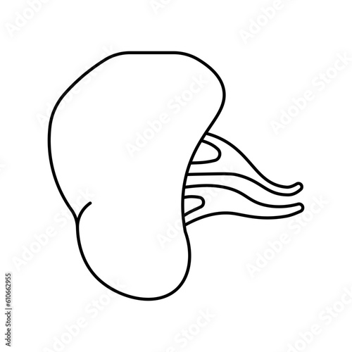Spleen, anatomy flat line icon. Human spleen