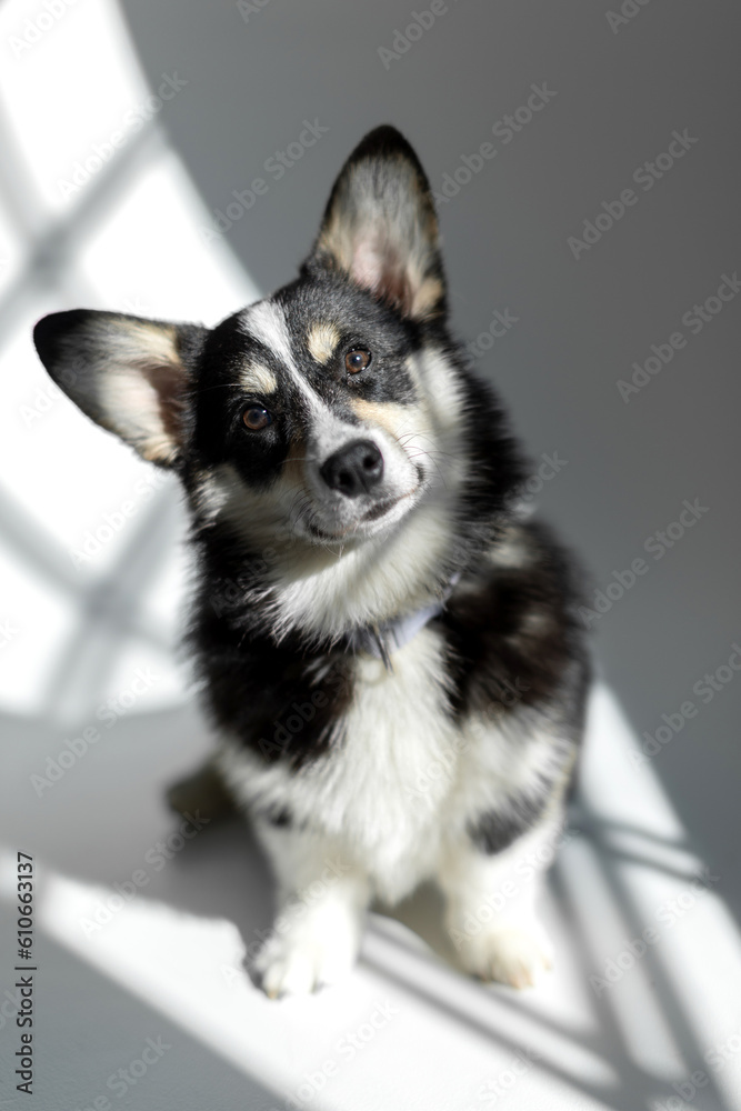 Beautiful corgi dog on a white background