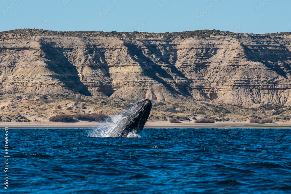 Fototapeta premium Right whale jumping,Peninsula Valdes, Patagonia , Argentina