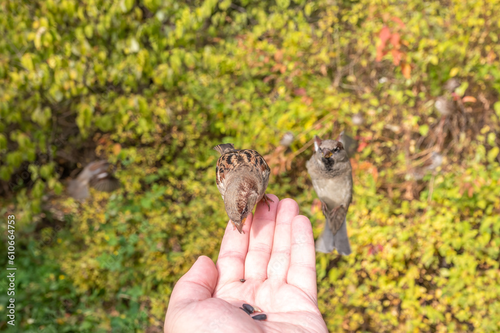 Obraz premium Sparrow eats seeds from a man's hand