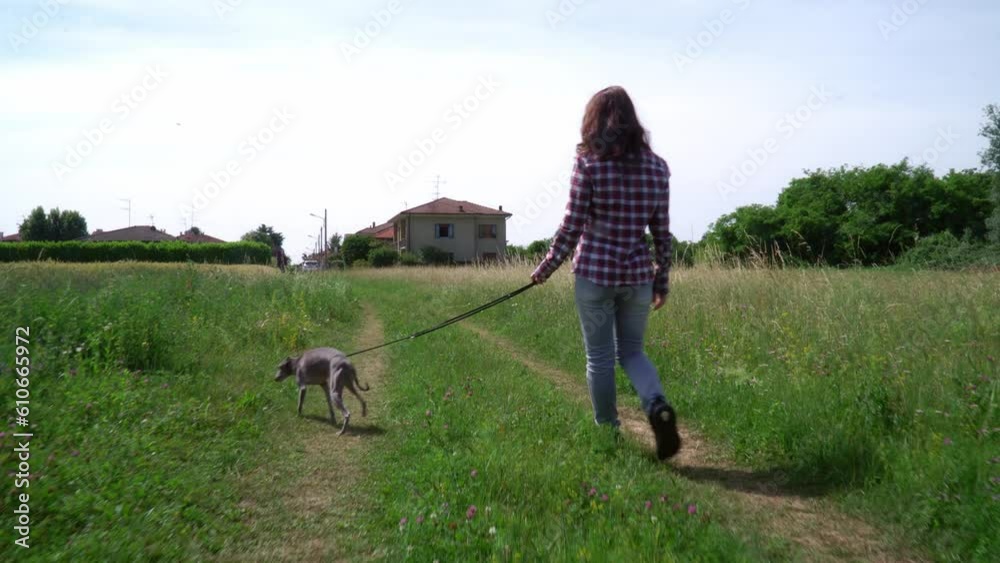 woman walking with greyhound dog at the field pathway from back view woman walking with greyhound dog at the field pathway from back view
