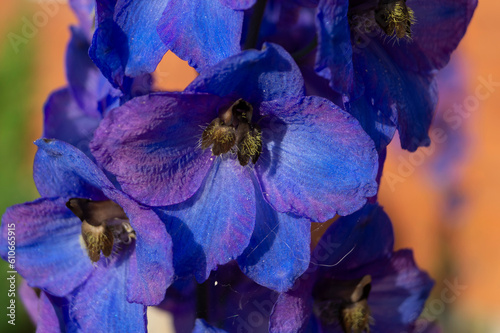 delphinium flower in the garden