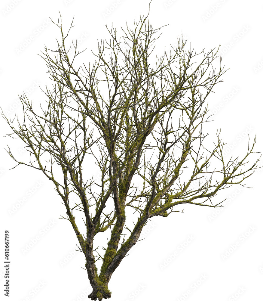 Obraz premium Side view of dead tree