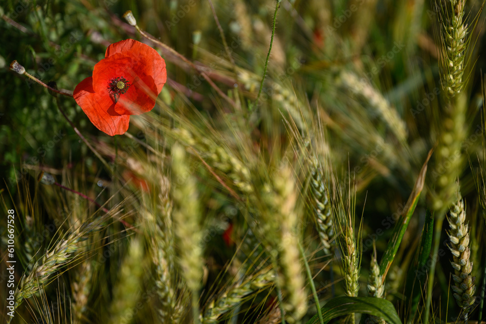 Fototapeta premium Champ de blé du Gers au mois de juin et ses coquelicots