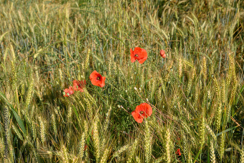 Champ de blé du Gers au mois de juin et ses coquelicots